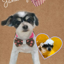 マルチーズ×チワワmix