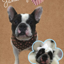 フレンチブルドッグ