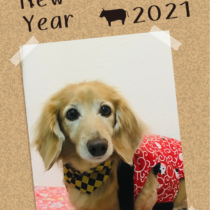 Mダックスフント