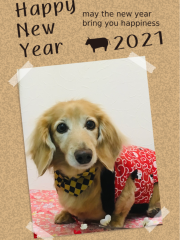 Mダックスフント