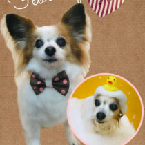 パピヨン×チワワmix