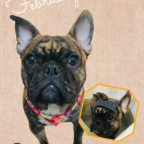 フレンチブルドッグ