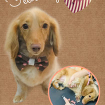 Mダックスフント