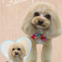 マルチーズ×トイプードルmix