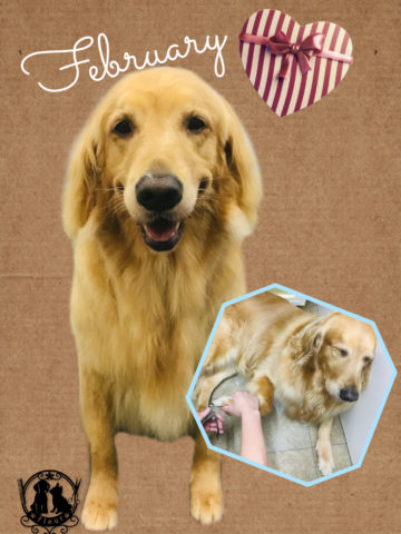 ゴールデンレトリバー