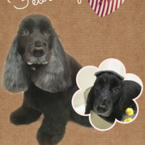 イングリッシュコッカースパニエル