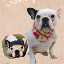 フレンチブルドッグ