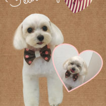 マルチーズ×トイプードルmix