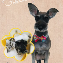 Ｍシュナウザー