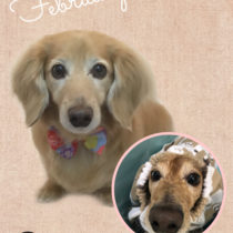 Mダックスフント