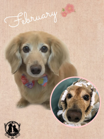 Mダックスフント