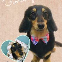 Mダックスフント