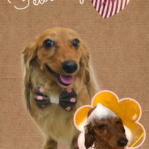 Mダックスフント