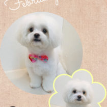 チワワ×マルチーズmix