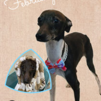 イタリアングレーハウンド