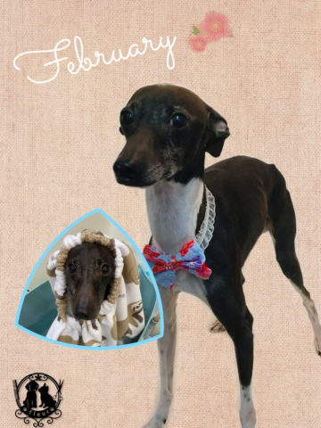 イタリアングレーハウンド