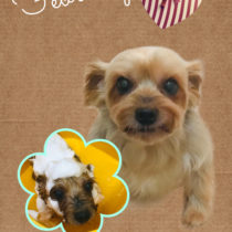 ヨークシャテリア