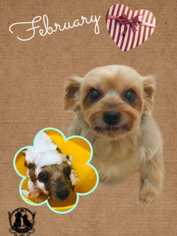 ヨークシャテリア