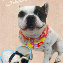 フレンチブルドッグ