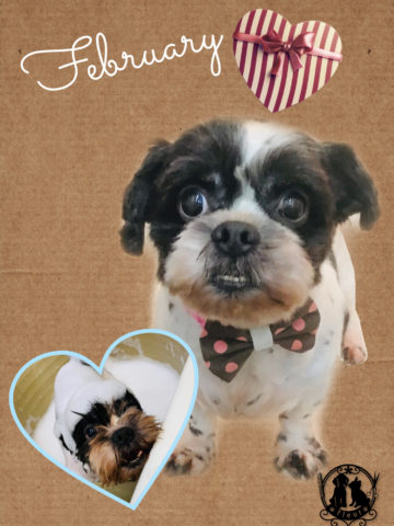 シーズーシーズ×チワワmix