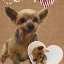 ヨークシャテリア