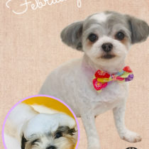 マルチーズ×チワワmix