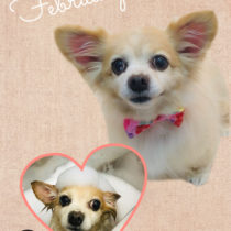 チワワ×Ｍダックスmix