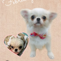 ペキニーズ×チワワmix