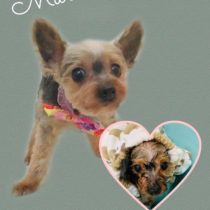 ヨークシャテリア