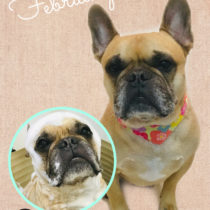 フレンチブルドッグ