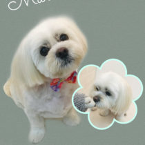 ビションフリーゼ×ペキニーズmix