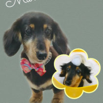 Mダックスフント