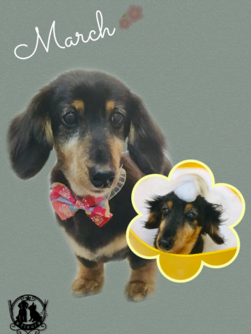 Mダックスフント