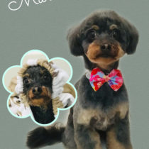 チワワ×トイプードルmix