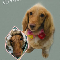 Mダックスフント