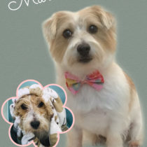 ジャックラッセルテリア