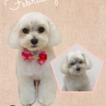 マルチーズ×トイプードルmix