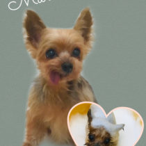 ヨークシャテリア