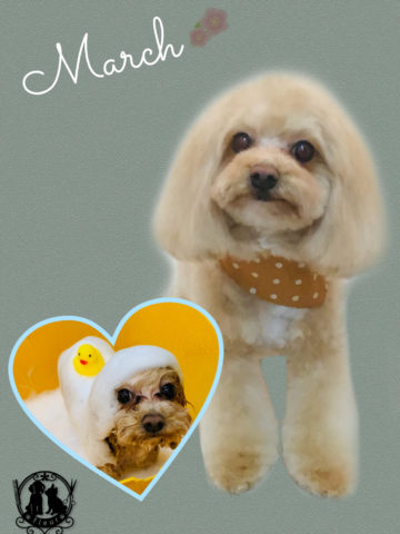 マルチーズ×トイプードルmix