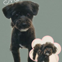 ポメラニアン×トイプードルmix