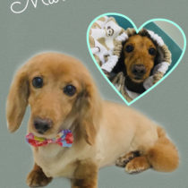 Mダックスフント