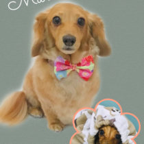 カニヘンダックスフント