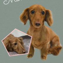 Mダックスフント