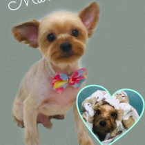 ヨークシャテリア