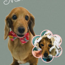 Mダックスフント