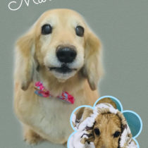 Mダックスフント