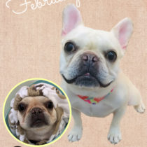 フレンチブルドッグ