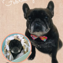 フレンチブルドッグ