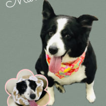 ボーダーコリー