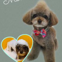 チワワ×トイプードルmix